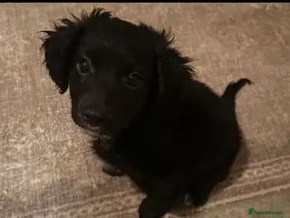 Mixed Breed dogs Beautiful, fun,loving, affectionate, Cockerpoochi. - Advert 10