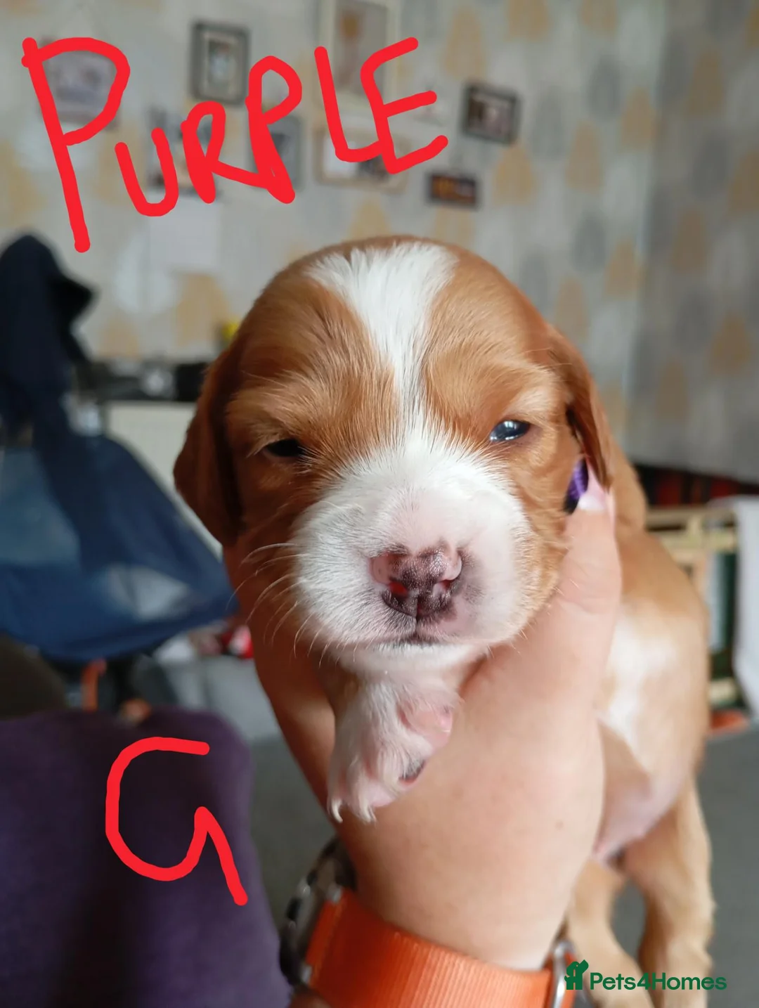 Mixed Breed dogs for sale: Cocker spaniel Jack Russell cross - Advert 6