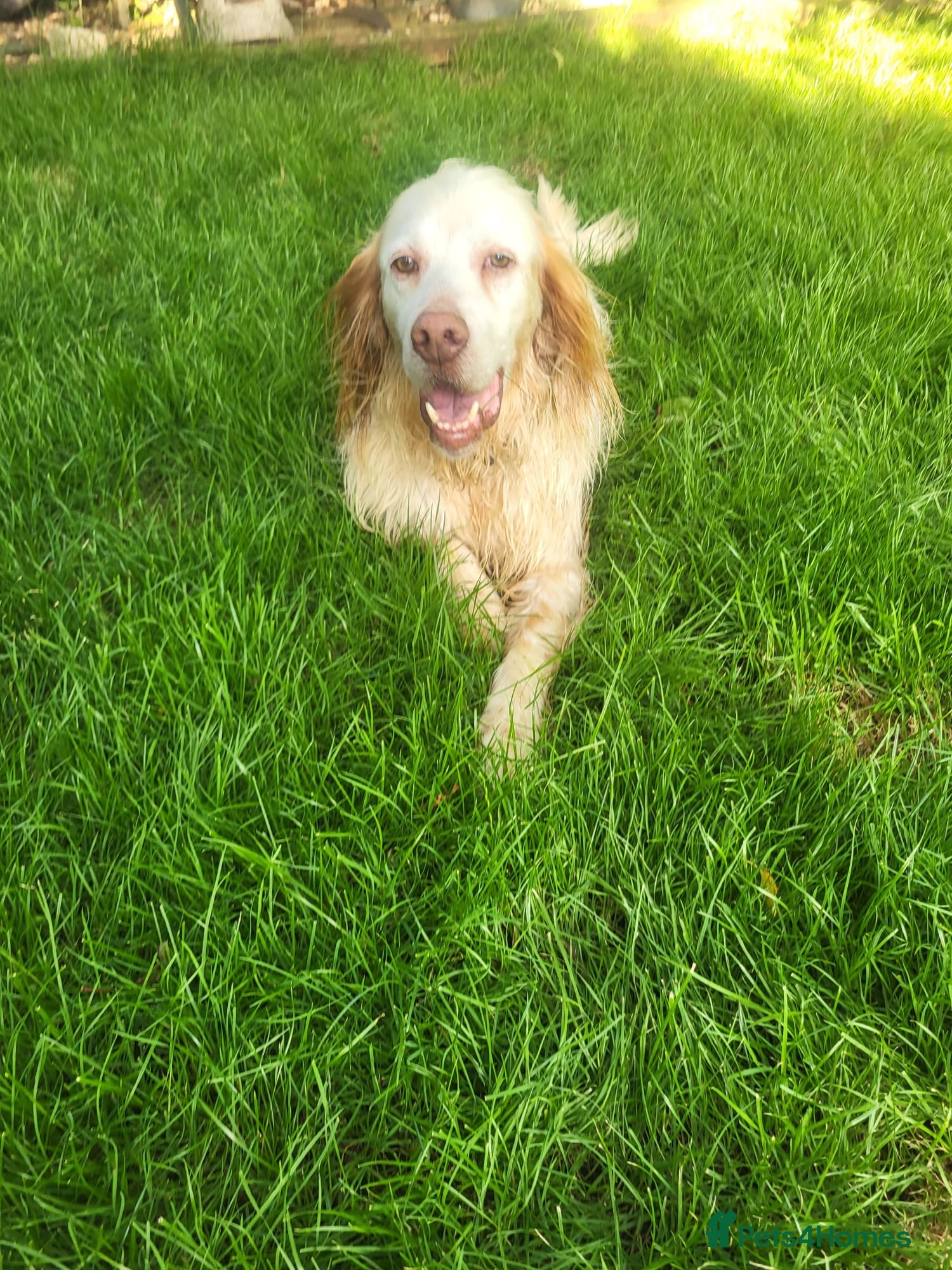English Setter dogs Arlo! - Advert 2
