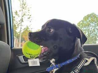 Mixed Breed dogs - Advert 22