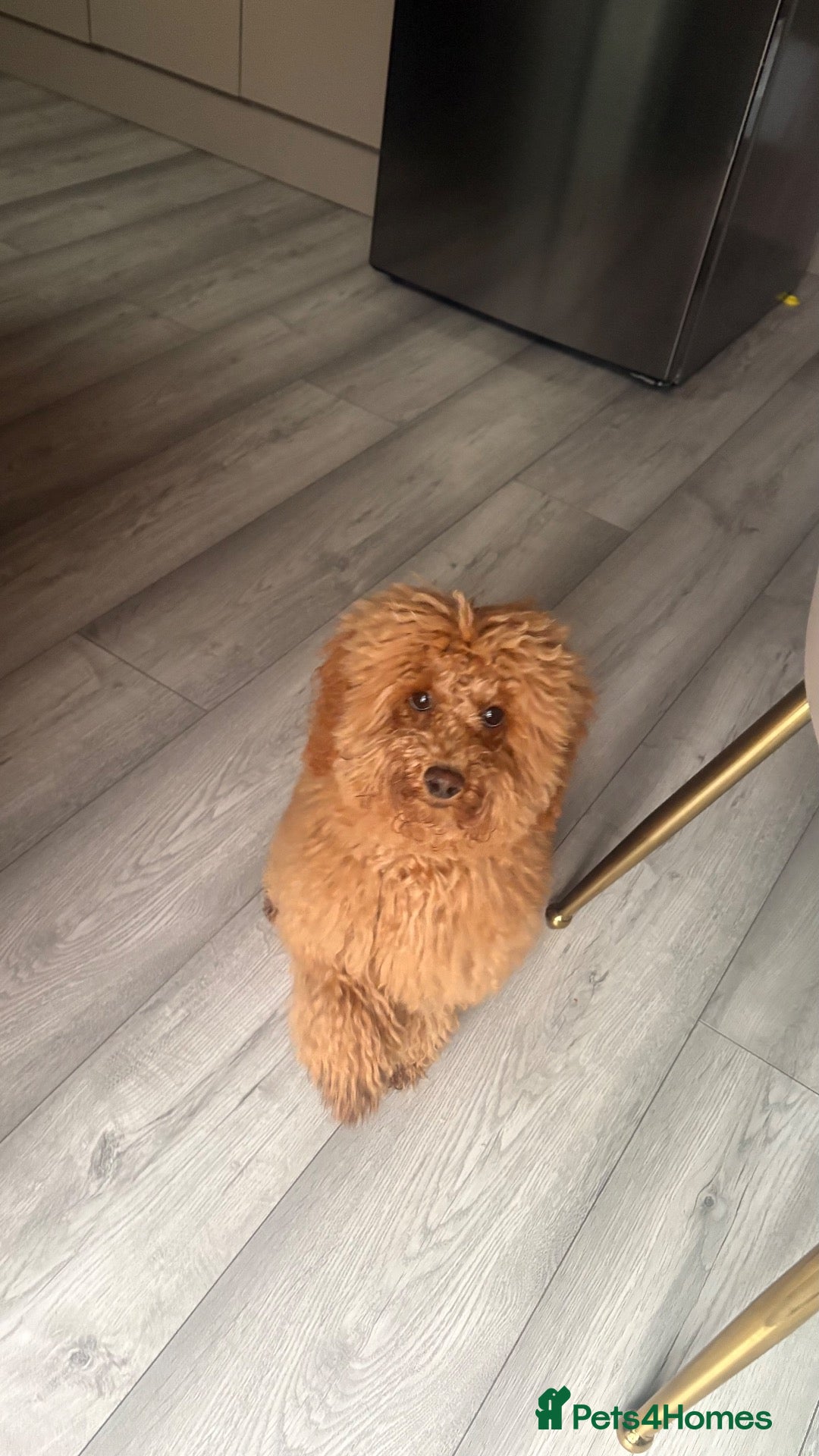 Toy Poodle dogs Toy poodle for sale  - Advert 2
