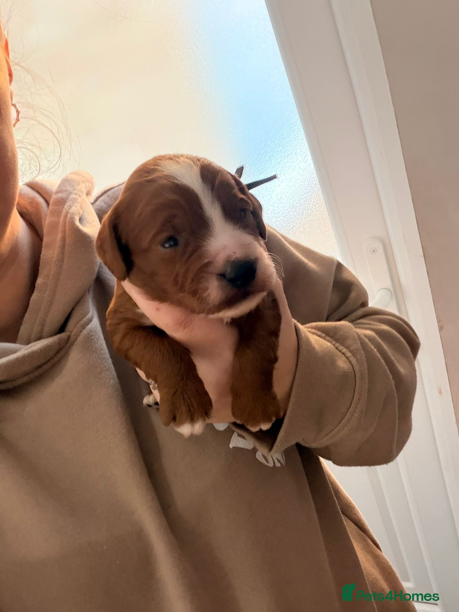 Cockapoo dogs Kc dna health clear parents champion bloodline  - Advert 6