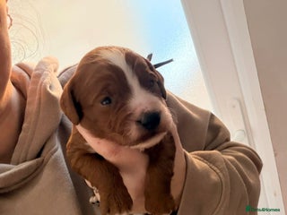 Cockapoo dogs Kc dna health clear parents champion bloodline - Advert 6