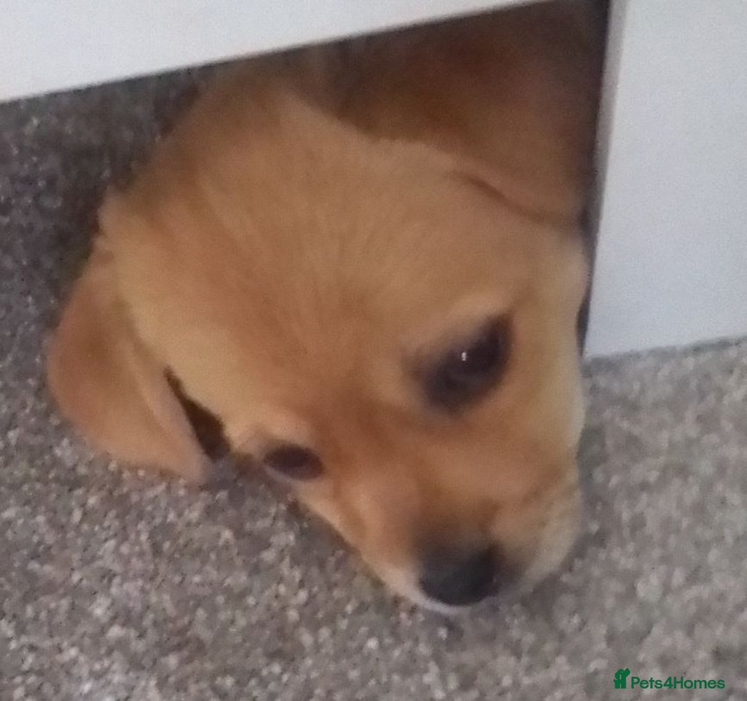 Maltipoo dogs for sale: Maltipoo - Image 17