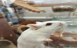 Gerbil rodents for sale: 2 female gerbils (including bucatstate cage etc) - Image 2
