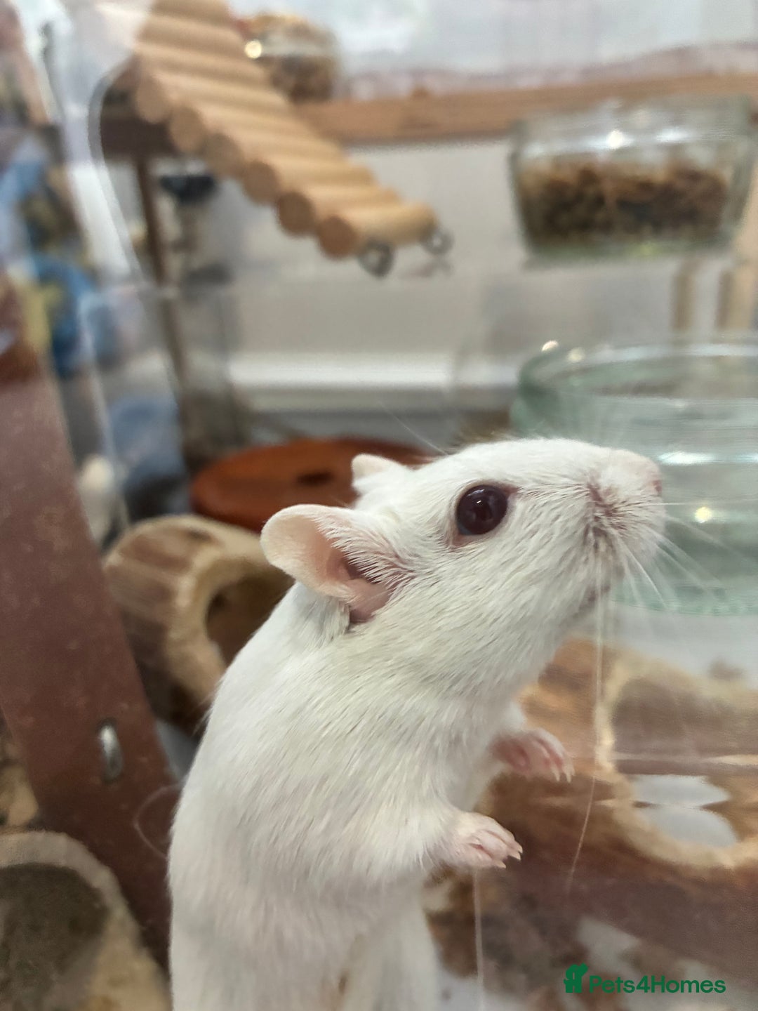 Gerbil rodents for sale: 2 female gerbils (including bucatstate cage etc) - Image 2