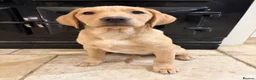 Labrador Retriever dogs for sale: KC + Health Checked Yellow Bitch Pup - Advert 2