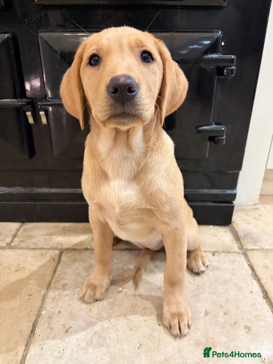 Labrador Retriever dogs for sale: KC + Health Checked Yellow Bitch Pup - Advert 2