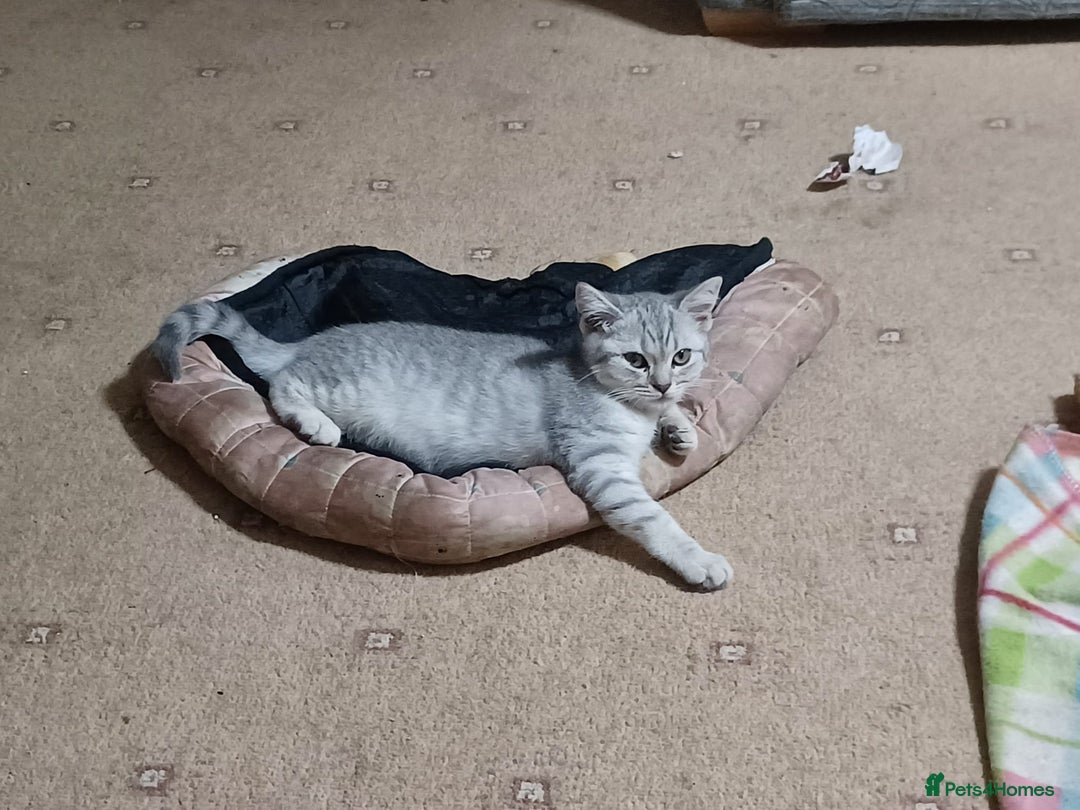 British Shorthair cats for sale: Beautiful silver spotted BSH for sad sale  - Image 10