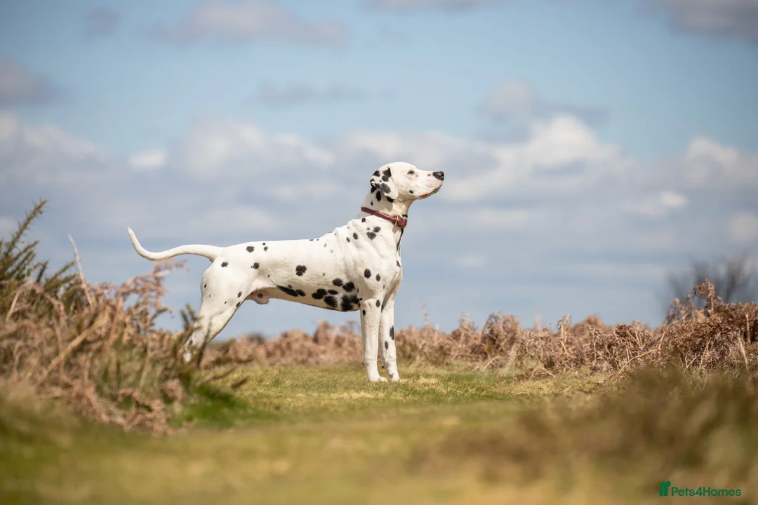 Dalmatian dogs for stud: CRUFTS QUALIFIED FOR LIFE HEALTH TESTED in Aberdare - Advert 7