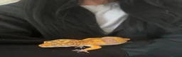 Leopard Gecko reptiles for sale: Female albino leopard gecko in Fakenham - Advert 4