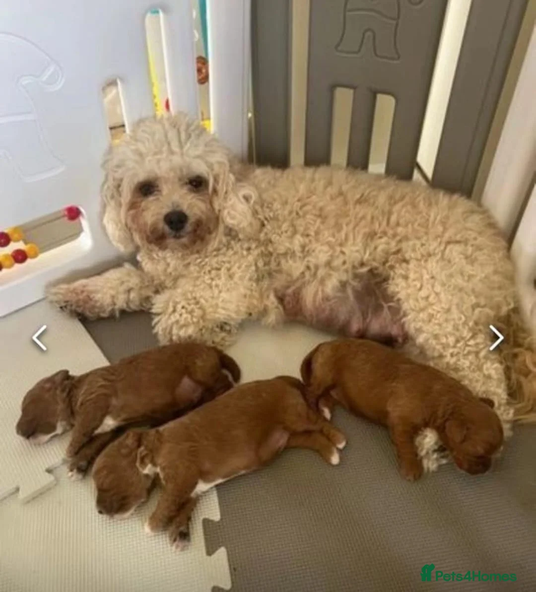 Cavapoo dogs for sale: BEAUTIFUL CAVAPOO PUPPIES NOW AVAILABLE  in Manchester - Advert 4
