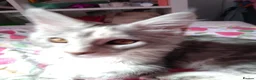 Maine Coon cats for sale: Main Coon 🐈 kittens already now  - Advert 12