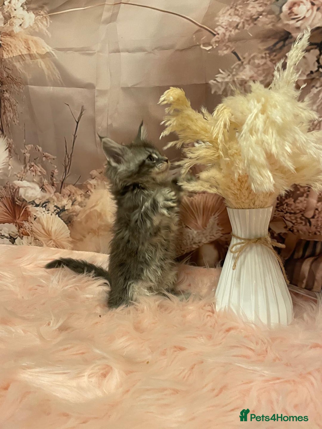 Maine Coon cats for sale: Maine Coon polydactyl (left two girls) - Advert 18