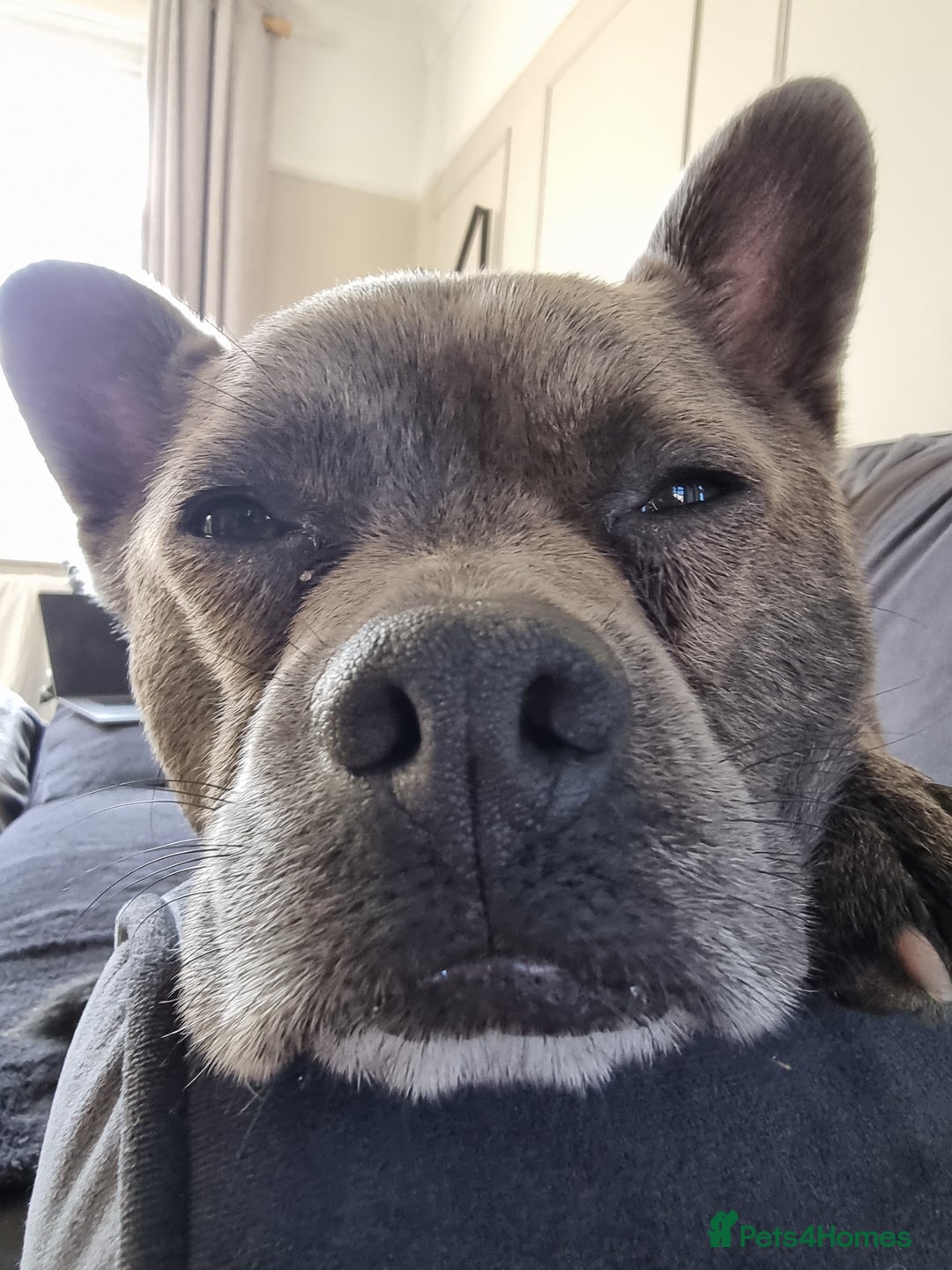 Mixed Breed dogs for sale: Ronnie  - Advert 14