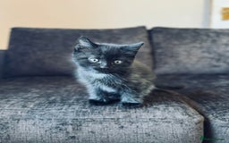 Domestic Shorthair cats for sale: 2 Bonded 3-months-old Black Kittens  - Image 6
