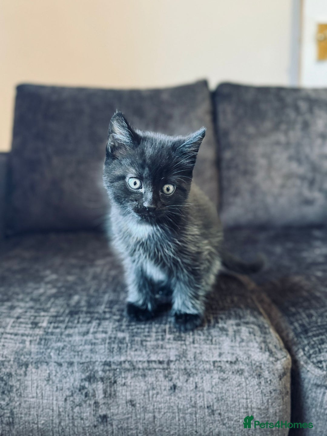 Domestic Shorthair cats for sale: 2 Bonded 3-months-old Black Kittens  - Image 6