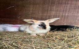 Mixed Breed rabbits for sale: Baby bunnies - Image 11