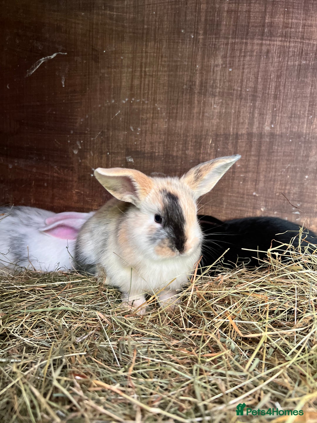 Mixed Breed rabbits for sale: Baby bunnies - Image 11
