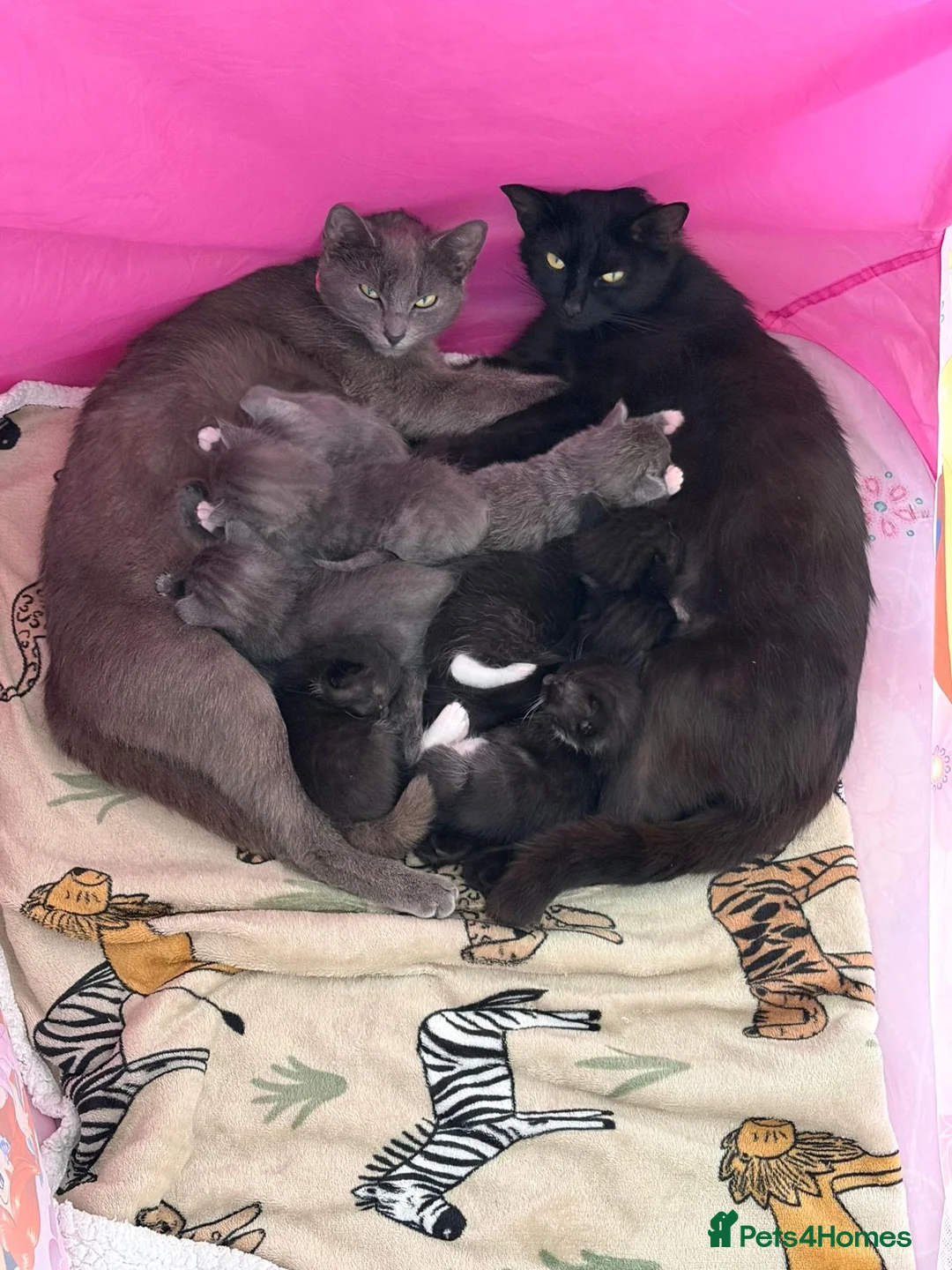 Mixed Breed cats for sale: Beautiful little male kittens - Advert 2