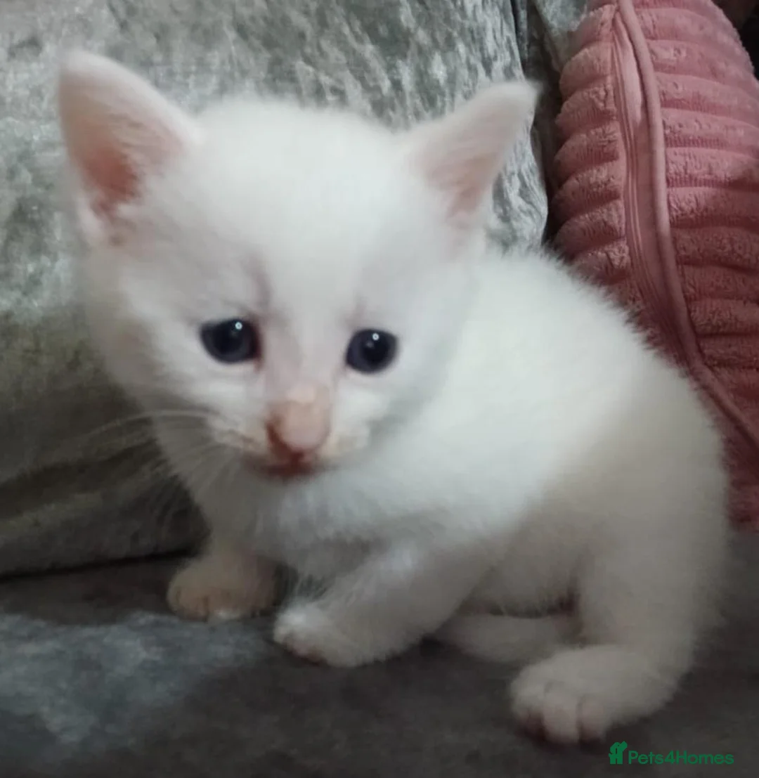Mixed Breed cats for sale: 5 beautiful white kittens with lovely temperaments - Advert 12