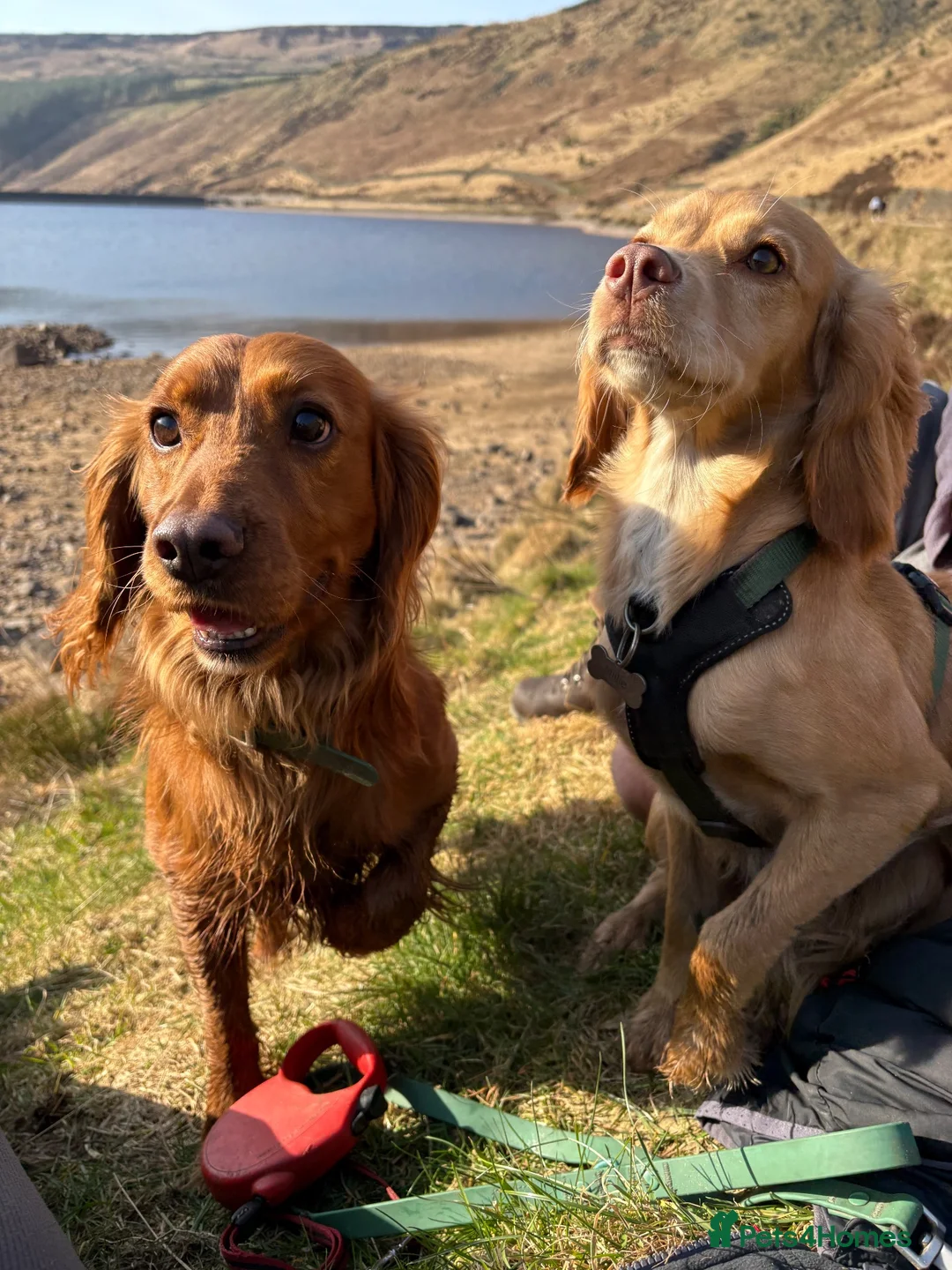 Cocker Spaniel dogs for sale: Working cocker spaniel puppies  in Winsford - Advert 5