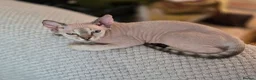 Devon Rex cats for sale: READY NOW Super loving Devon Rex - Advert 3