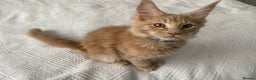 Maine Coon cats for sale: Maine coon kittens Russian/big - Advert 9