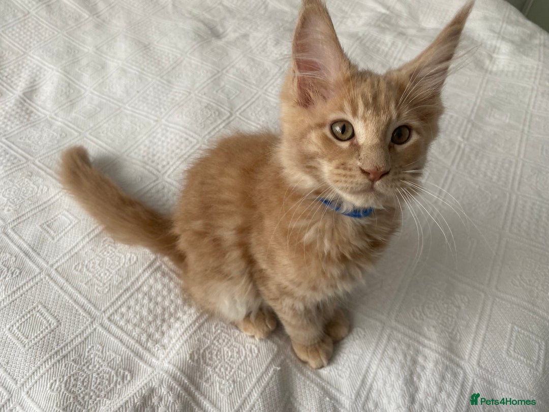 Maine Coon cats for sale: Maine coon kittens Russian/big - Advert 9