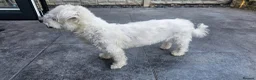 Zuchon dogs for sale: Cookie  in Doncaster - Advert 5