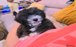 Mixed Breed dogs for sale: Shichon puppies for sale - Image 2