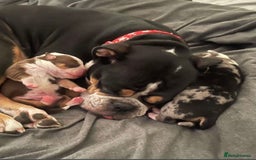 Olde English Bulldogge dogs for stud: THE DUKE, Health Clear and Proven  in Doncaster - Image 13