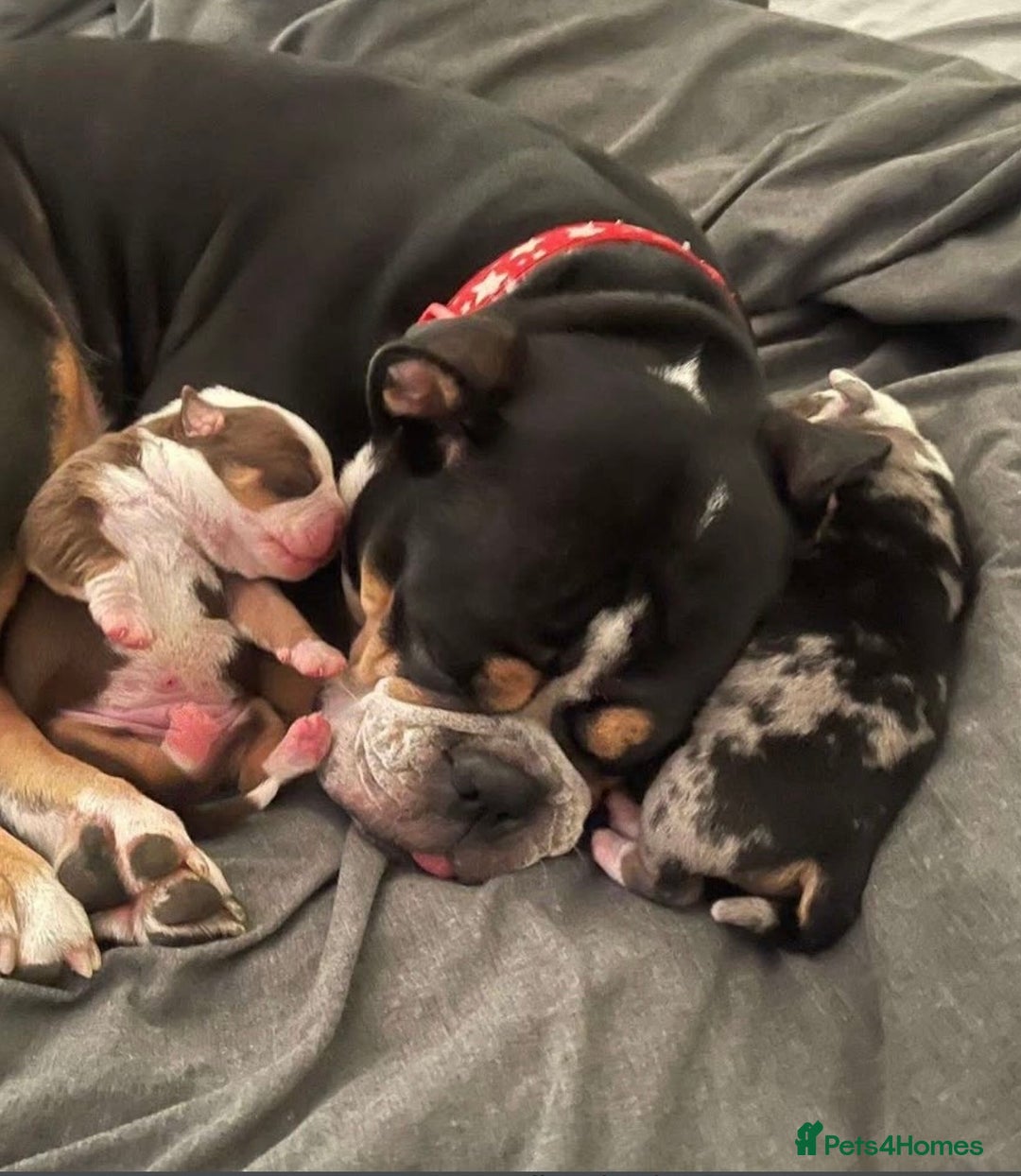 Olde English Bulldogge dogs for stud: THE DUKE, Health Clear and Proven  in Doncaster - Image 13