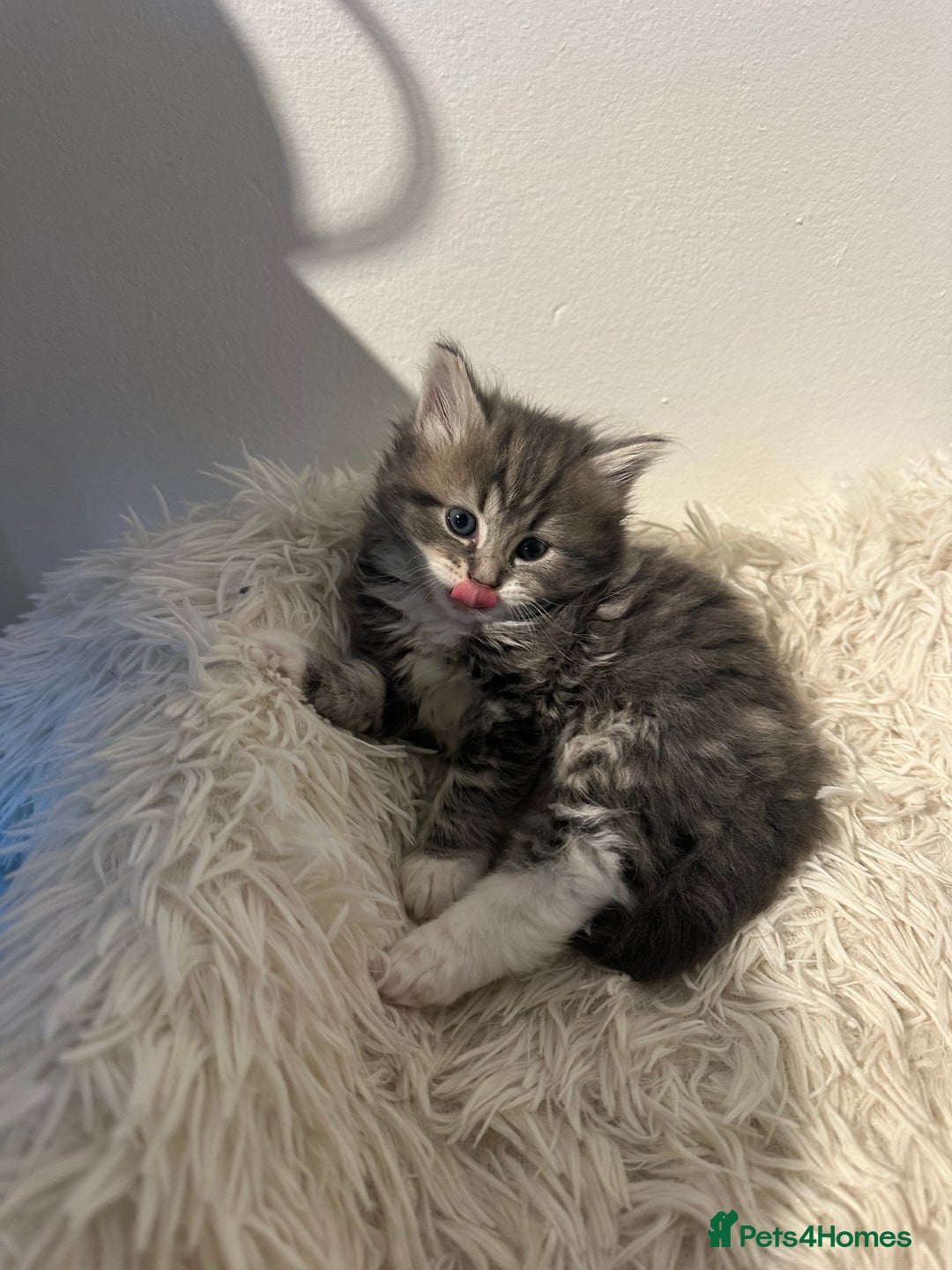 Maine Coon cats for sale: Female mainecoon x British blue kittens  - Advert 6