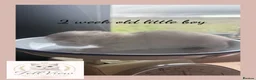 British Longhair cats for sale: Stunning Silver Tipped Longhair Kittens - Advert 15