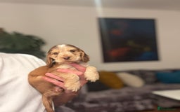 Cocker Spaniel dogs for sale: 🐶 Health-Tested Show-Type Cocke Spaniels 🐶 - Image 19