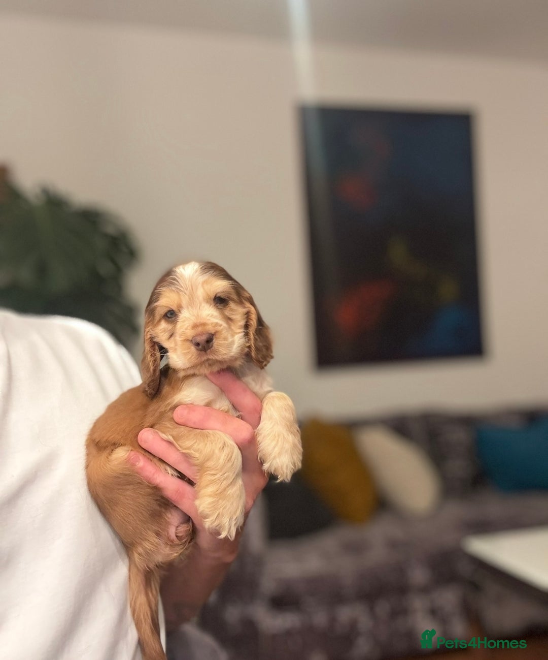 Cocker Spaniel dogs for sale: 🐶 Health-Tested Show-Type Cocke Spaniels 🐶 - Image 19