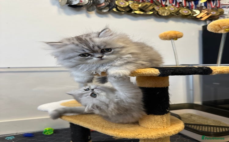 Persian cats - Advert 1
