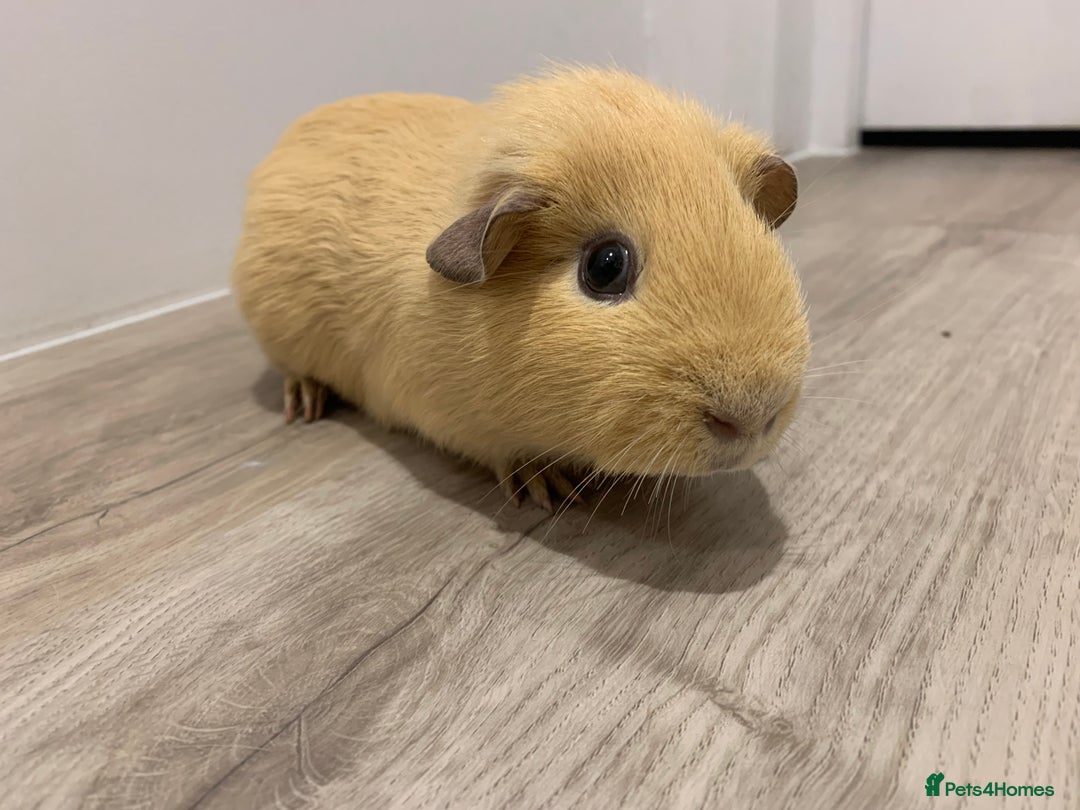 Guinea Pig rodents for sale: Re-Homing Two Young Guinea - Advert 8