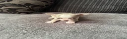 Chihuahua dogs for sale: Gorgeous lilac puppies  - Advert 4