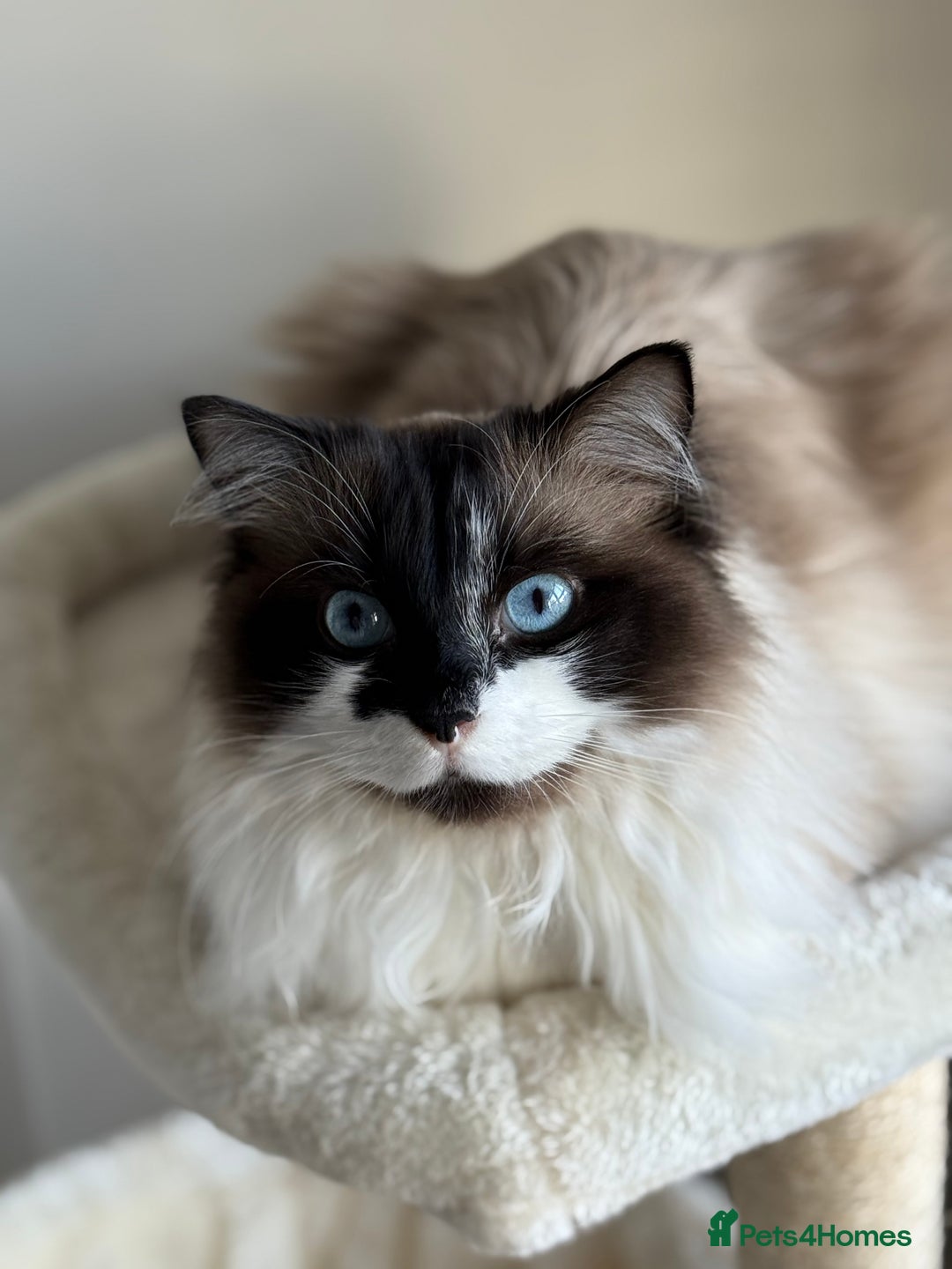 Ragdoll cats for sale: Gorgeous Female Ragdoll  - Advert 4