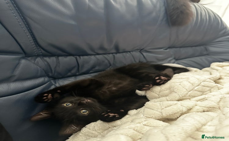 Egyptian Mau cats - Advert 16