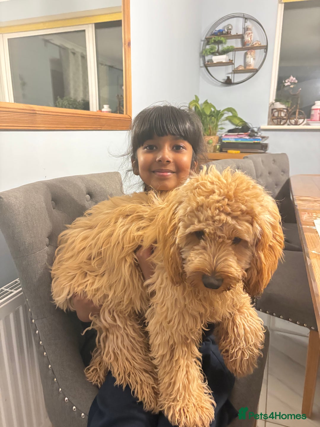 Cockapoo dogs for sale: Kids friendly Cute kind no shedding best dog ever - Advert 3