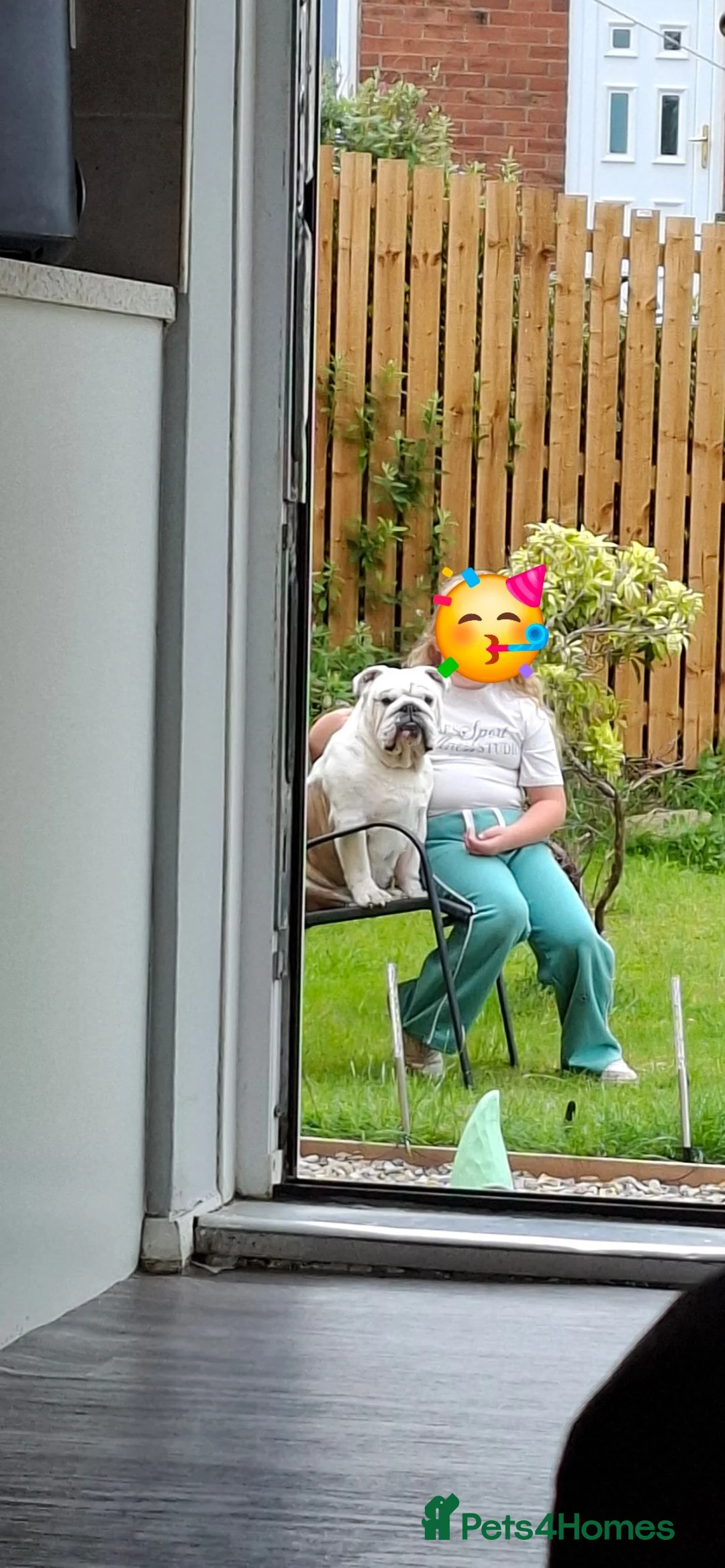English Bulldog dogs for sale: Borris the bulldog in Gateshead - Advert 2