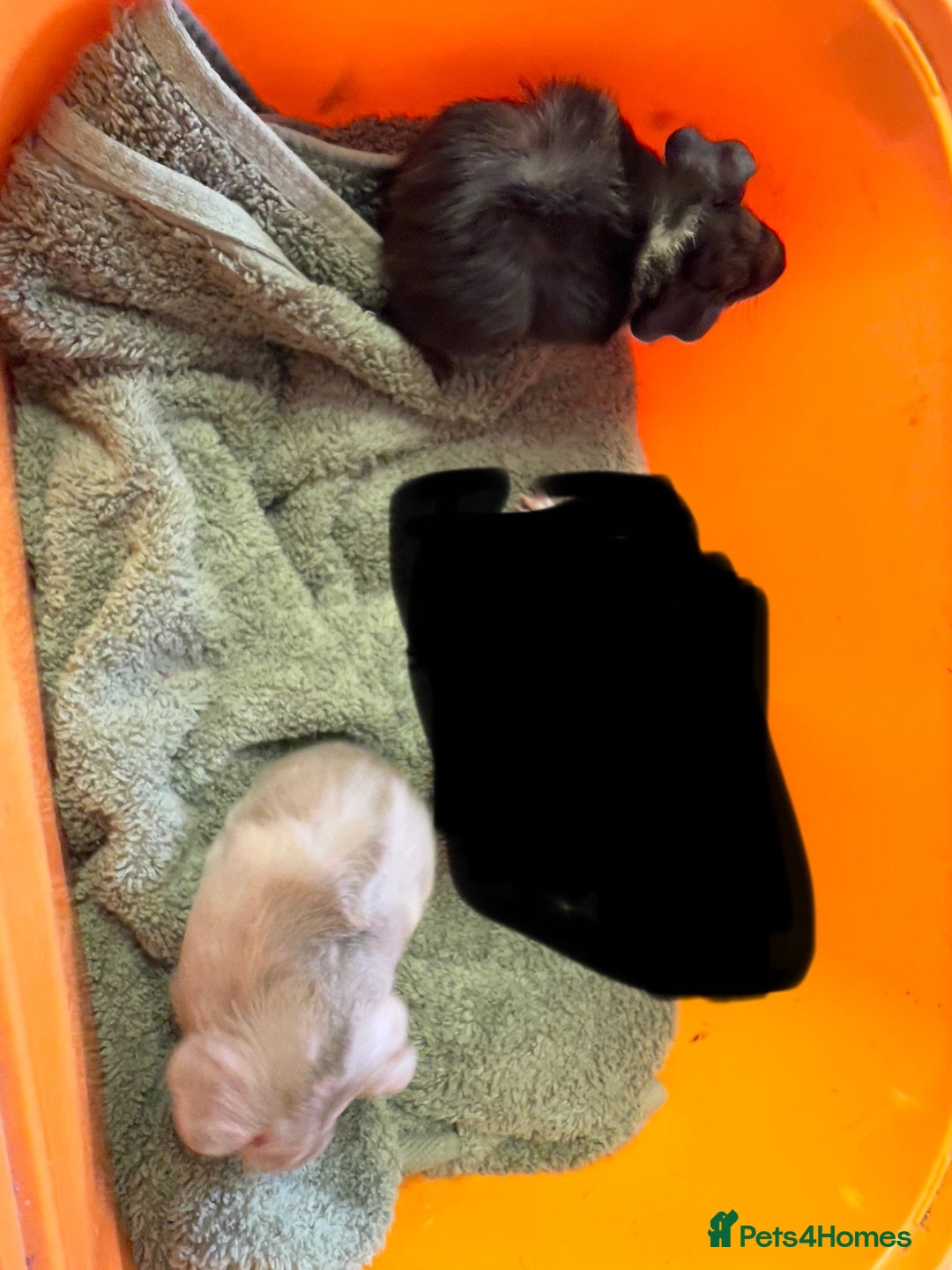 Guinea Pig rodents for sale: Baby guinea pigs - Image 4