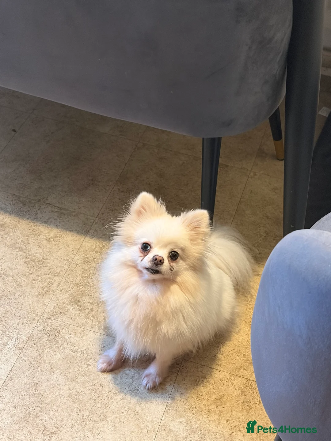 Pomeranian dogs for sale: Beautiful Pomeranian Girl - Advert 5