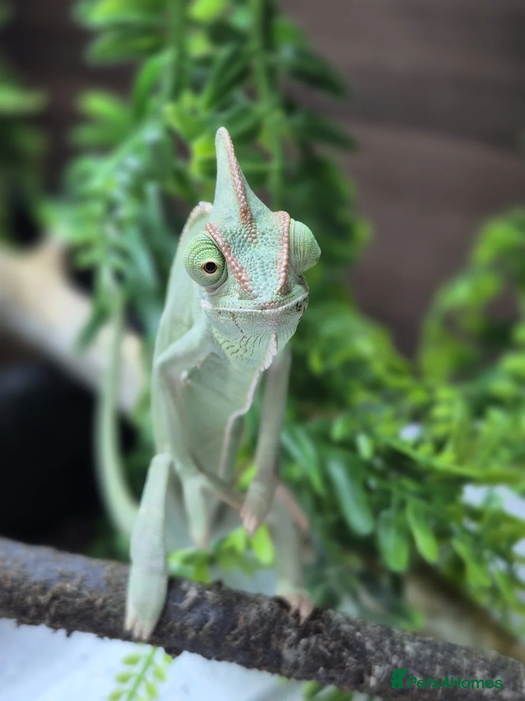 Chameleon reptiles for sale: Yemen Chameleon - Female - Advert 2
