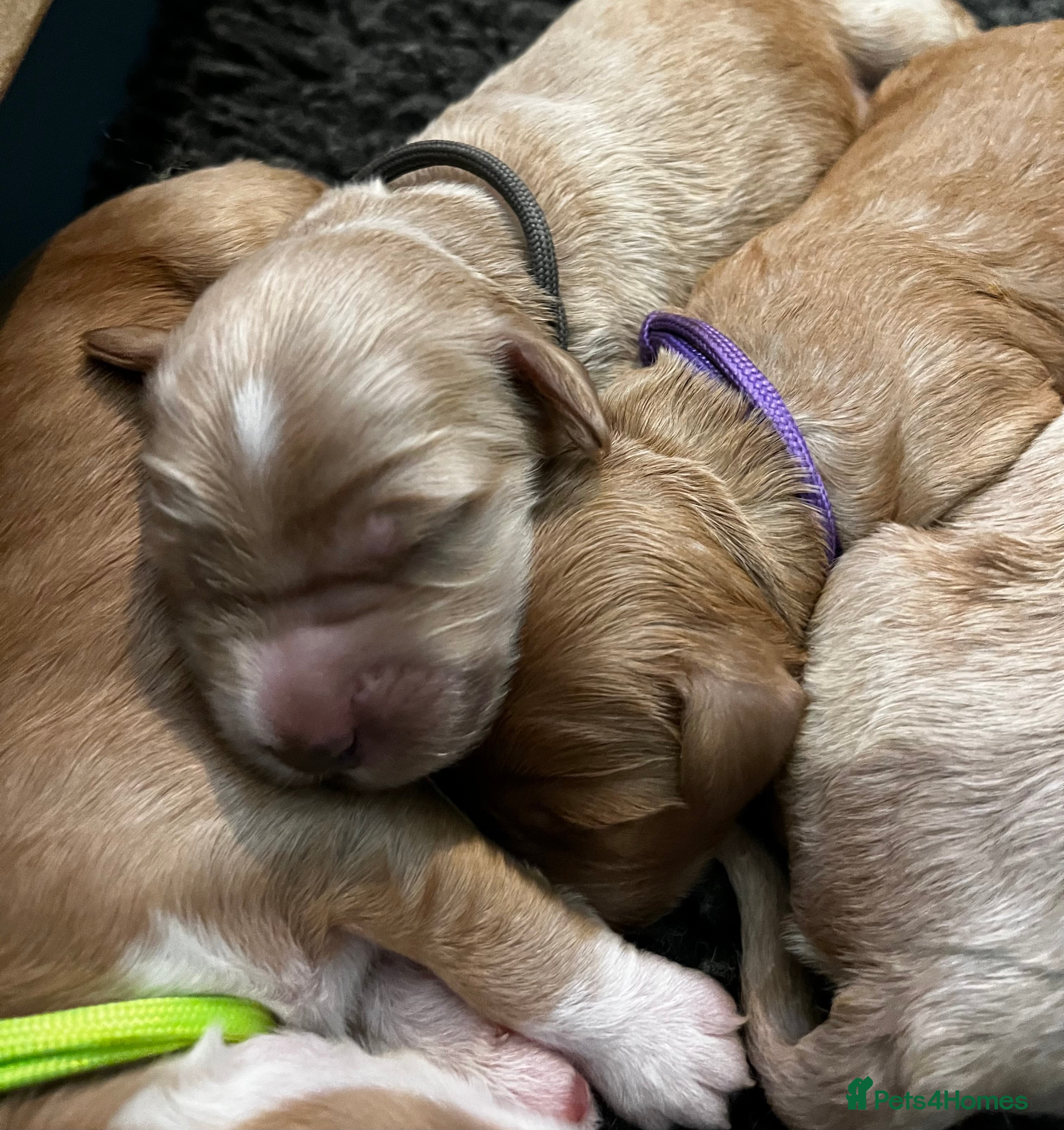 Australian Labradoodle dogs Quality Multigen Australian Labradoodle Puppies  - Advert 1