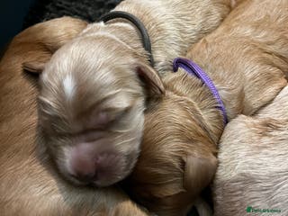 Australian Labradoodle dogs Quality Multigen Australian Labradoodle Puppies - Advert 1