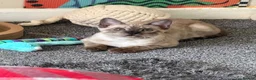 Bengal cats for sale: Seal Solid Silver Mink Bengals ❤️ - Advert 24